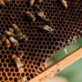 Panal de Abejas