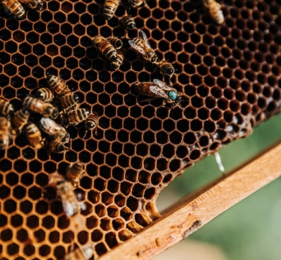 Panal de Abejas